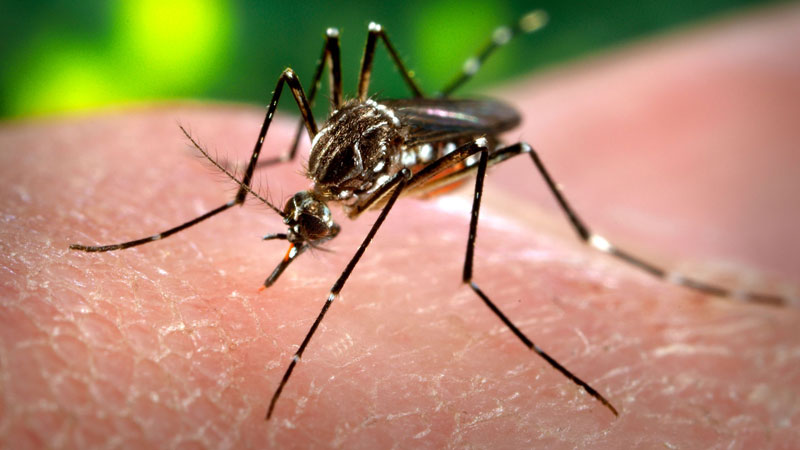 dengue nuovo meccanismo dell’attacco virale
